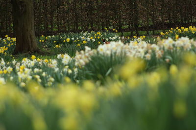 Close-up of flowers growing in field