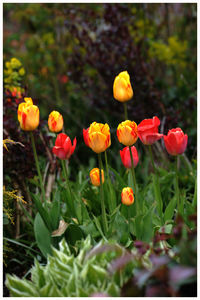 Close-up of poppy flowers growing in field