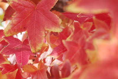 Full frame shot of red leaves