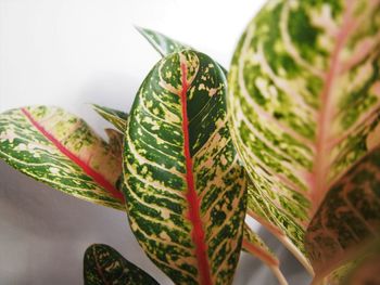 leaf