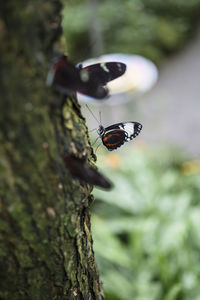 Close-up of insect on tree