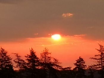 Silhouette of tree at sunset