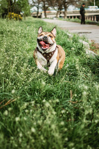 Dog running on grass