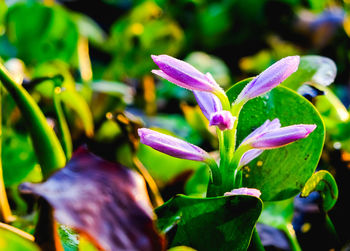 Close-up of purple flowering plant