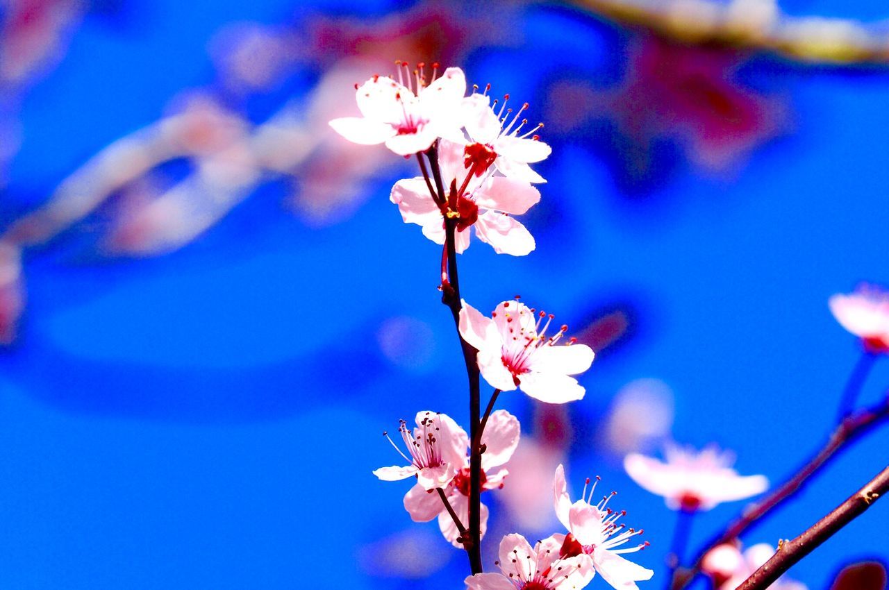 flower, freshness, fragility, growth, petal, beauty in nature, focus on foreground, close-up, nature, stem, blossom, in bloom, blooming, branch, pink color, flower head, bud, selective focus, plant, twig