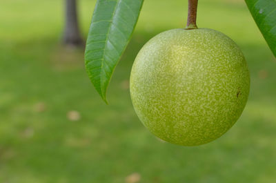 Close-up of green fruit hanging on plant