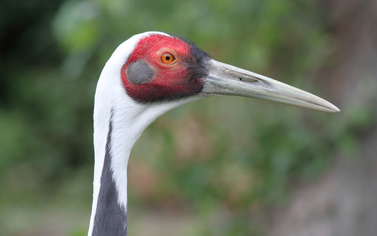 Whitenaped crane