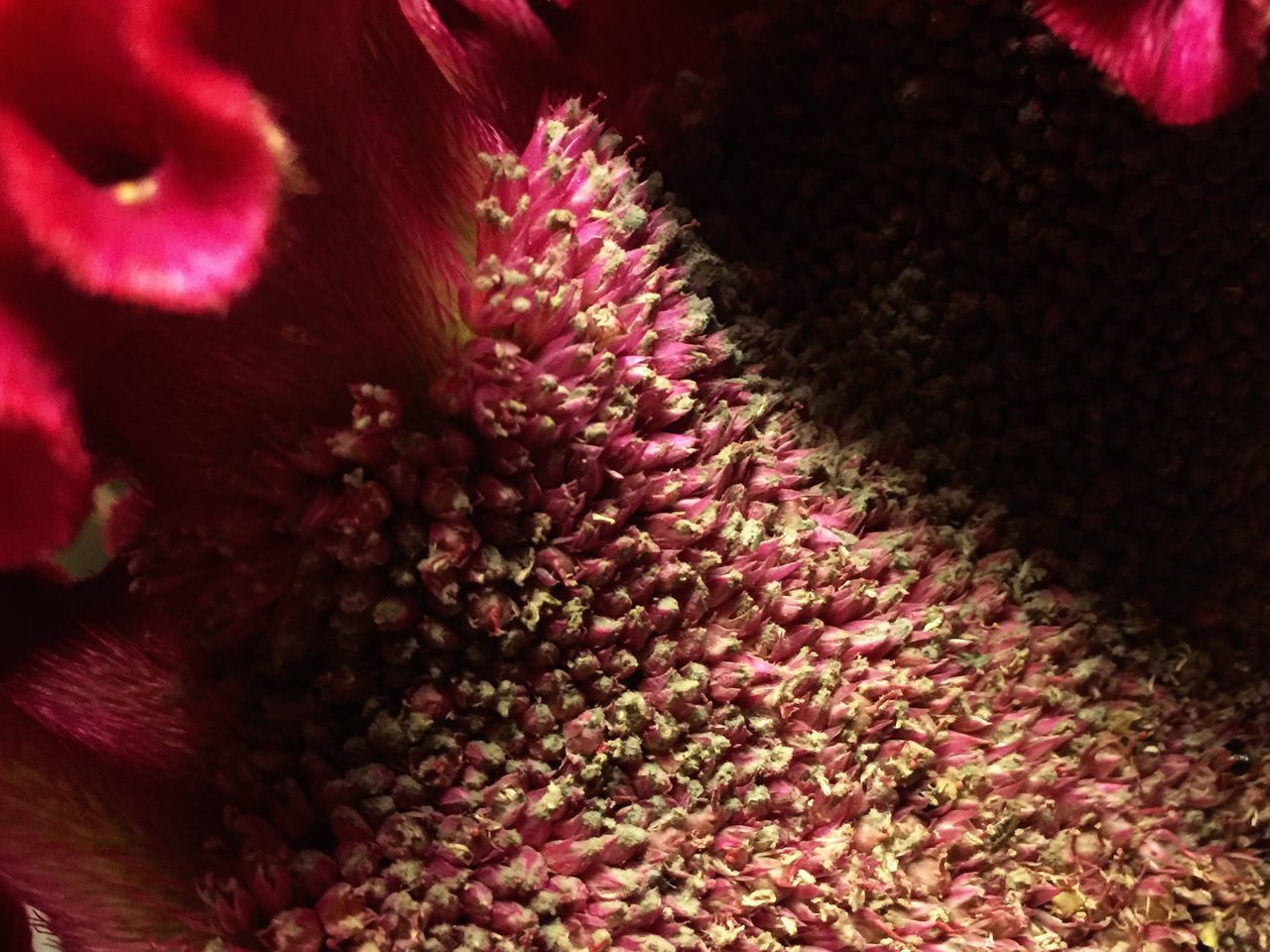 FULL FRAME SHOT OF PINK FLOWERS ON FLOOR