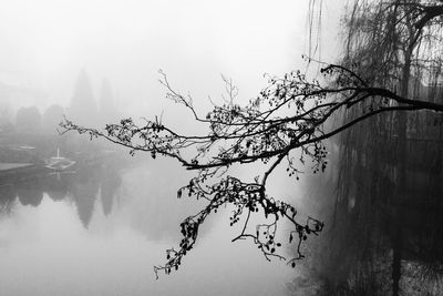 Trees in foggy weather