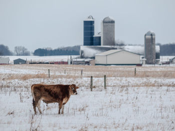 Cow standing on field covered with snow 