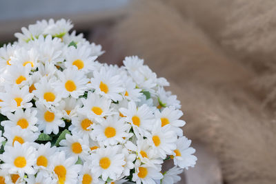 Close-up of white daisy flowers