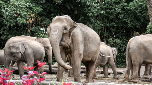 Elephant drinking water