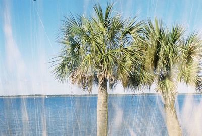 Close-up of palm tree by sea against clear sky