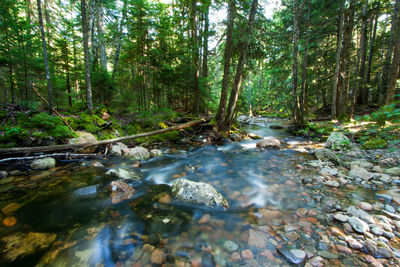 River flowing through rocks in forest