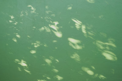 Full frame shot of fish swimming in lake