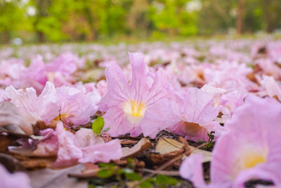 Close-up of pink flowering plant leaves