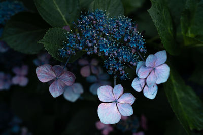 Close-up of purple hydrangea flowers