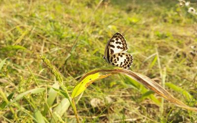 Close-up of butterfly on grass