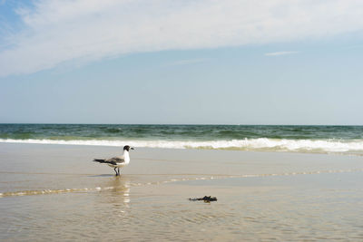 Seagulls on beach