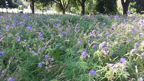 Purple flowers blooming in field