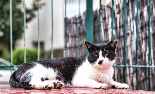 Gorgeous fluffy homeless white cat with black ears and head. close-up of cat.