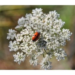 Close-up of ladybug on flower