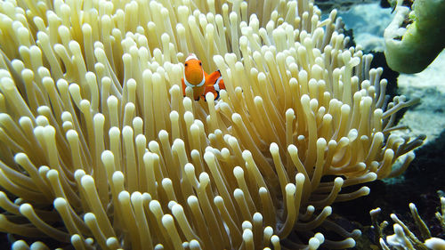 Sea anemone and clown fish on the coral reef, tropical fishes. underwater world diving 