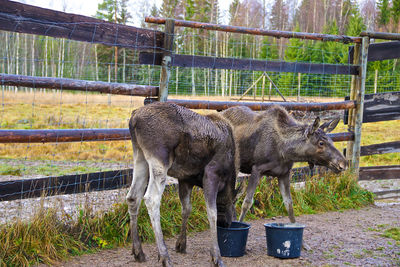 Sweden / cute moose babies eat from a bucket in a moose park