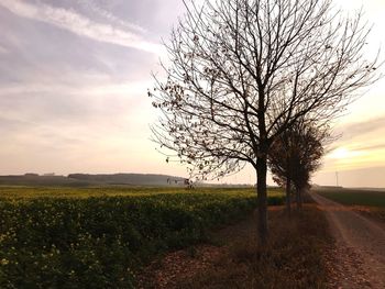 Bare tree on field against sky during sunset