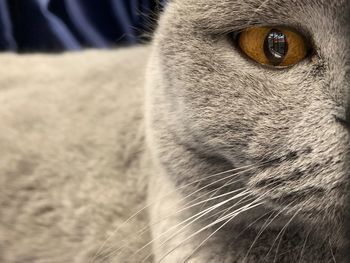 Close-up of a cat looking away