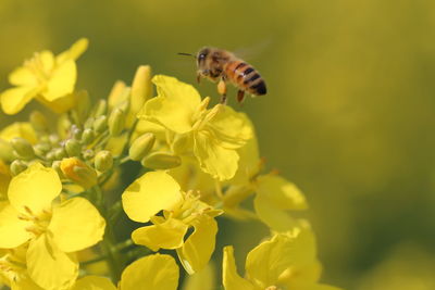 Close-up of honey bee on flower