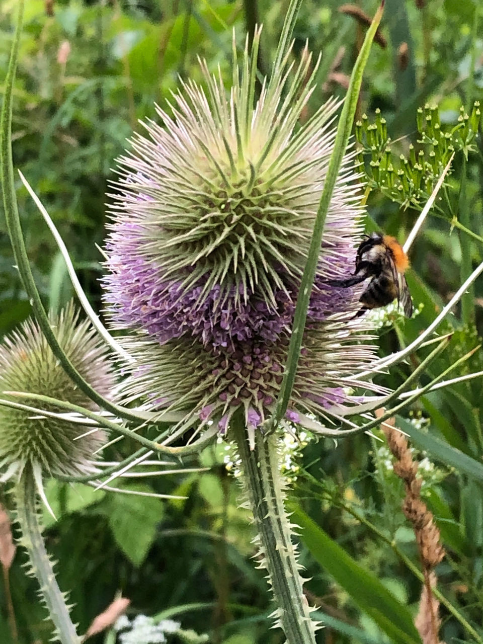 CLOSE-UP OF BUG ON THISTLE FLOWER