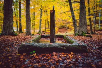 Trees in forest during autumn