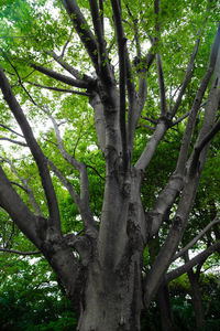 Low angle view of trees growing in forest