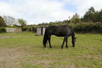 Horse on field against sky