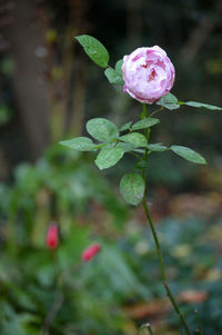 Close-up of pink rose