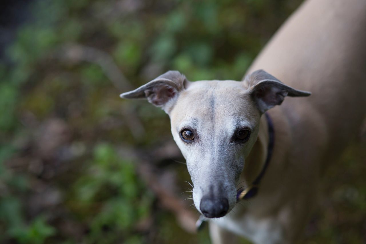 animal themes, one animal, domestic animals, mammal, animal head, focus on foreground, dog, portrait, close-up, pets, looking at camera, animal body part, selective focus, no people, outdoors, day, field, nature, white color