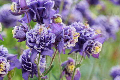 Aquilegia flower in bloom in the garden