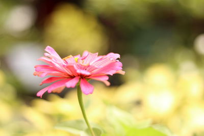 Close-up of pink flowering plant