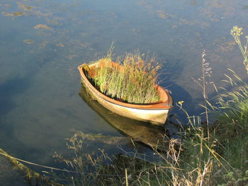 Plants in water