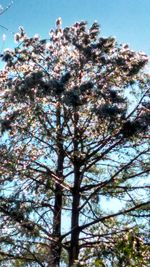 Low angle view of flower tree against sky