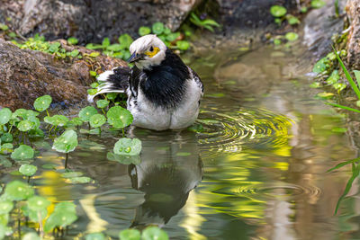 Duck swimming in lake