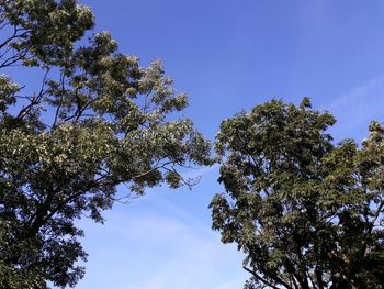 Low angle view of tree against blue sky