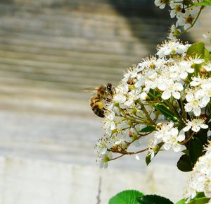 Honey bees pollinating on white flower during sunny day