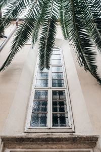 Low angle view of palm trees by building