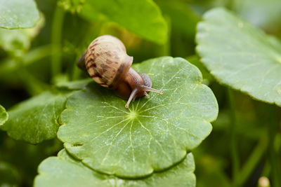 Close-up of snail on leaf