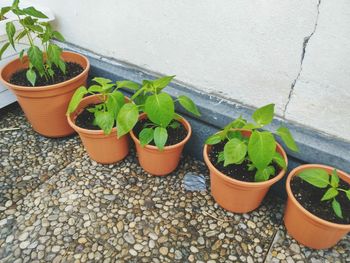 Potted plants in greenhouse