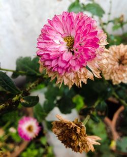 Close-up of pink flowers