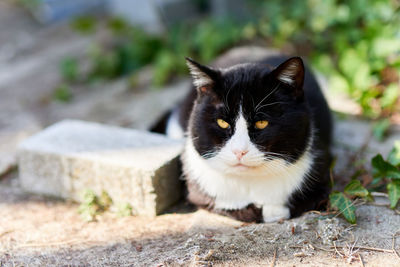 Portrait of black cat outdoors sitting on the ground 