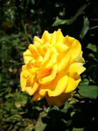 Close-up of yellow flower